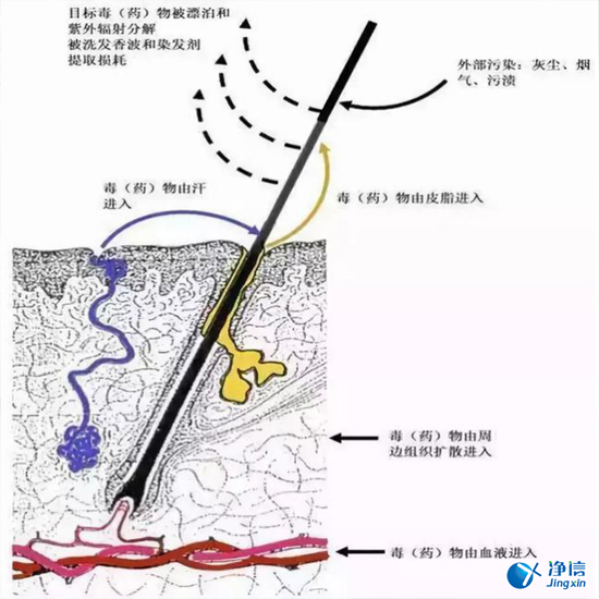  毛發(fā)毒品檢測儀檢測腿毛竟可以測出吸毒?做了全身脫毛也可以？