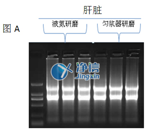 液氮研磨和勻漿器效果